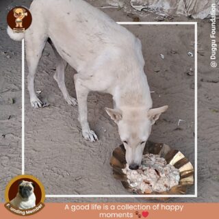 During our food drive, every wagging tail, gentle lick, and grateful look reminded us why these moments matter so much. These innocent souls have so little, yet they give so much love in return.

At Duggu Foundation, each meal served is not just food — it’s comfort, care, and a reminder that kindness still exists.

Let’s continue creating these happy moments for the ones who depend on us the most.

#DugguFoundation #FoodDrive #FeedTheStrays #HappyMoments #StrayDogsMatter #KindnessMatters #BeTheChange #HappyPaws #AnimalCare #RescueLove #SaveStrayDogs #CompassionInAction #dugguslegacy
