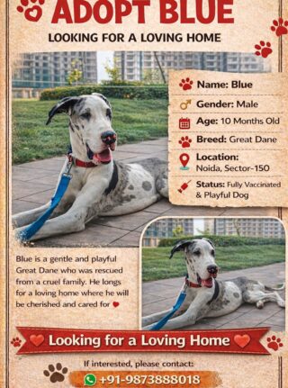 BLUE IS LOOKING FOR HIS FOREVER HOME

Meet Blue — a 10-month-old playful Great Dane with the sweetest heart and endless love to give.
Rescued from cruelty, fully vaccinated, and now waiting for the family he truly deserves.

He’s not looking for perfection…
Just someone who will love him, protect him, and never give up on him.

📍 Noida, Sector-150
📩 DM / Contact us to adopt

Please share this post — your one share could help Blue find his forever family.

#AdoptBlue #AdoptDontShop #DugguFoundation #dugguslegacy #ForeverHomeNeeded #RescueDog #GreatDaneLove #DogAdoptionIndia #AdoptAPet