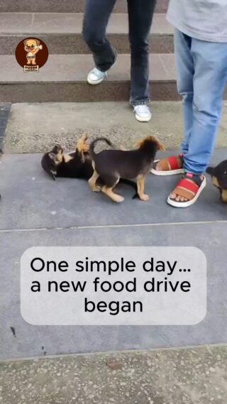 One simple day turned into a moment we’ll never forget.

As we started our food drive, a few little tails came running to welcome us. Their excitement, their sparkling eyes — it felt like they were saying, “Our friends are here!”

And then… one of them stood up on two tiny feet for the very first time. That moment said it all — love gives strength.

These are the moments that make every visit special.
🌸 Be a part of our beautiful journey —
👉 Donate, Volunteer, or Support Duggu Foundation and help us spread smiles to every stray soul. 🐶✨

#DugguFoundation #FoodDriveForStrays #duggulegacy #StrayDogsOfInstagram #DogsOfInsta #FeedTheStrays #StrayCare #StreetDogsLove #DogLoversIndia #PawfectMoments #AdoptDontShop #KindnessInAction #RescueLove #AnimalLoversClub #StreetTails #LoveAllAnimals #MakeADifference
