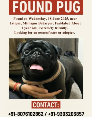 🚨 Found Pug Alert – Help Us Reunite or Rehome! 🐾

This adorable Pug was found on Wednesday, 18th June 2025, near Jatipur, Mithapur Badarpur, Faridabad.
Approx. 1 year old, super friendly and clearly used to human company. 💛

We’re looking for the owner, a loving foster, or a kind adopter who can give this little one a safe home. 🏡

📩 Contact us / DM: 
+91-8076102862 / +91-9303203857

Please share to help him find his family or a new one! 🙏🐶

#MissingDog #FoundPug #AdoptDontShop #Faridabad #DogRescue #PugLove #NGO #duggufoundation #dugguslegacy