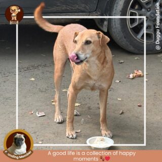 🍲🐾 “A good life is a collection of happy moments.” ✨💛

And today was one of them. Watching our furry friends wag their tails in joy as they enjoyed their meals reminded us what true happiness looks like — simple acts of love and care. ❤️🐶

Every food drive by Duggu Foundation brings smiles, full bellies, and hearts filled with compassion. Because when we give a little, we create moments that truly matter. 🌸

#DugguFoundation #FoodDrive #FeedTheStrays #StrayDogsMatter #HappyPaws #AdoptDontShop #KindnessMatters #BeTheChange #RescueLove #AnimalCare #FurryFriends #CompassionInAction #dugguslegacy