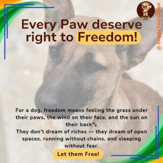 Freedom is not just a right, it’s a responsibility — to create a kinder, more compassionate nation for every being who calls it home.

This Independence Day, Duggu Foundation pledges to stand for the voiceless and work towards a future where every life matters.
✨ Let’s celebrate freedom with empathy.

#IndependenceDay #DugguFoundation #FreedomForAll #UnityInDiversity #JaiHind #savedelhincrdogs #savedelhincrdogs2025