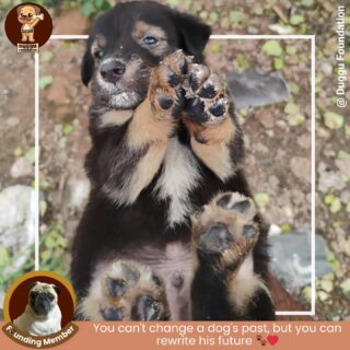 Every wagging tail on the street is waiting for someone to notice them—a little care from you can turn their loneliness into love. 🐾❤️

#PuppyLove #DogLovers #SpreadKindness #BeTheChange #ActOfKindness #HumanityFirst #KindnessMatters #CareWithLove #TrendingNow #ReelKaroFeelKaro #ViralPost #straydogs #duggufoundation #dugguslegacy