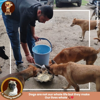 Every paw matters! 🐶🐱 Join us in our mission to feed the voiceless. Through our regular food drives, we provide nutritious meals like milk, bread, and curd to stray animals who need our care and love.

💛 Feeding is caring—be a part of this noble cause.

Dm us to know more!

#StrayCare #AnimalWelfare #FoodDrive #FeedTheStrays #BeKindToAnimals #StraySupport #AnimalLovers #CompassionInAction #duggufoundation #dugguslegacy