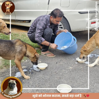 Feeding the hungry is the greatest service of all. 🐾❤️

Through our food drive, every meal we serve is a message of love—no soul should sleep hungry.

Milk, curd, bread... we try to fill as many empty stomachs as possible every alternate day.

Join the #duggufoundation and be a part of this noble cause.

#FoodForStrays #DugguFoundation #StrayCare #FeedTheHungry #NGOIndia #AnimalLove #KindnessMatters #ServeWithLove #dugguslegacy