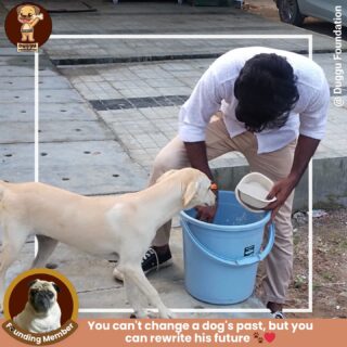 " You can't change a dog's past, but you can rewrite his future." 🐾💙

Every meal you donate today becomes hope for tomorrow. Our food drive is more than just filling bowls – it’s about giving rescued dogs a second chance at life, love, and happiness. 🐶🥣

Join us in rewriting their story, one meal at a time. ❤️ 

#FoodDriveForDogs #RewriteTheirFuture #AdoptDontShop #duggufoundation #dugguslegacy #fooddrive #onemealatatime #straydogs #dogslove