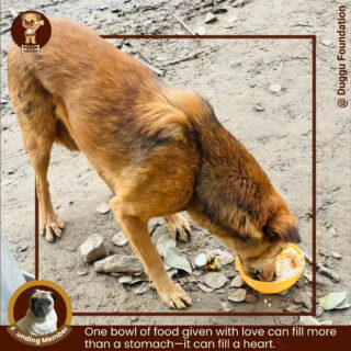 A simple meal. A moment of trust. A bond of kindness. 🐾

In this frame, a volunteer from Duggu Foundation is feeding a stray dog—bringing not just food, but comfort and care. His happiness says it all. When love is served with every meal, it reaches beyond hunger.

For them, the streets are home. For us, compassion is a responsibility. 🤍

✨ Support our mission
🐕 Donate | Volunteer | Help us feed more furry friends

Visit to know more!!
https://www.edrafter.in/duggu-foundation/

#DugguFoundation #dugguslegacy #AnimalWelfare #StreetDogsOfIndia #VolunteerWithLove #SpreadKindness