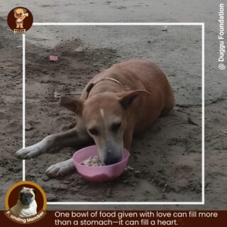 🐾 Every rescued soul deserves love, safety, and a place to call home. 🤍

At Duggu Foundation, we believe kindness can change lives—one paw at a time. From feeding hungry strays to rescuing and caring for abandoned animals, our mission is to give them the love they truly deserve.

Their eyes speak gratitude. Their wagging tails speak trust. 🐶✨
And every small effort brings hope to another furry life.

🤝 Support us by donating, volunteering, or simply sharing our mission.
Together, we can make the streets a little kinder for them. ❤️

#DugguFoundation #AnimalWelfare #FeedTheVoiceless #StreetDogsOfIndia #AdoptDontShop #RescueDogs #SpreadKindness #PawsOfHope