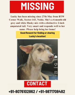 🐾 Missing Pet Alert – Help Find Lucky! 💔

Our beloved pup Lucky has been missing since 27th May from BTW Corner Walk, Sector-143, Noida.
She’s a 6-month-old Husky mix, grey and white in color, with a short 2-inch amputated tail – very friendly and intelligent, and she responds to her name, Lucky.

Please help us bring her home. 🙏
🔁 Share this post
📍 Spread the word
📞 Contact if seen or found

Phone no:
+91-8076102862 / +91-9871708482

#MissingPet #FindLucky #LostDogNoida #Sector143Noida #MissingDogAlert #HuskyMix #DogLovers #HelpFindLucky #StrayHelp #PetMissingIndia